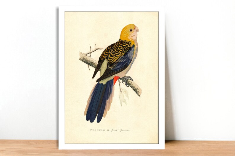 Pale-Headed Rosella Vintage Lithograph Giclee Fine Art Print Framed/Unframed/Canvas image 3