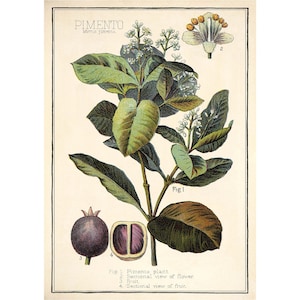 Allspice - Pimento Lithograph - Giclee Fine Art Print - Framed / Unframed / Canvas