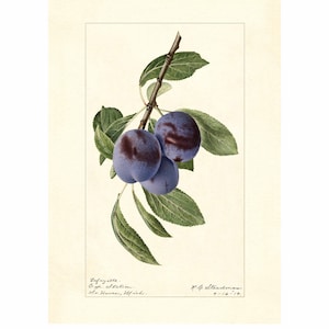Plums European Plum Prunus Domestica Vintage Lithograph 1900s Giclee Fine Art Print - Framed / Unframed / Canvas