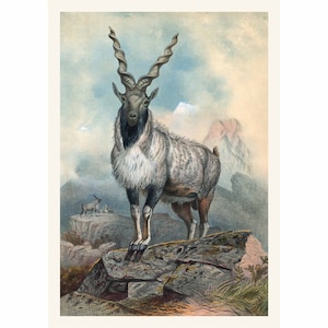 Illustration av skruvhornad get - Zoologiska skisser - Giclée-konsttryck - Inramad / oramad / Canvas