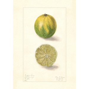 Lemons Citrus Species Vintage Lithograph 1900s Giclee Fine Art Print - Framed / Unframed / Canvas