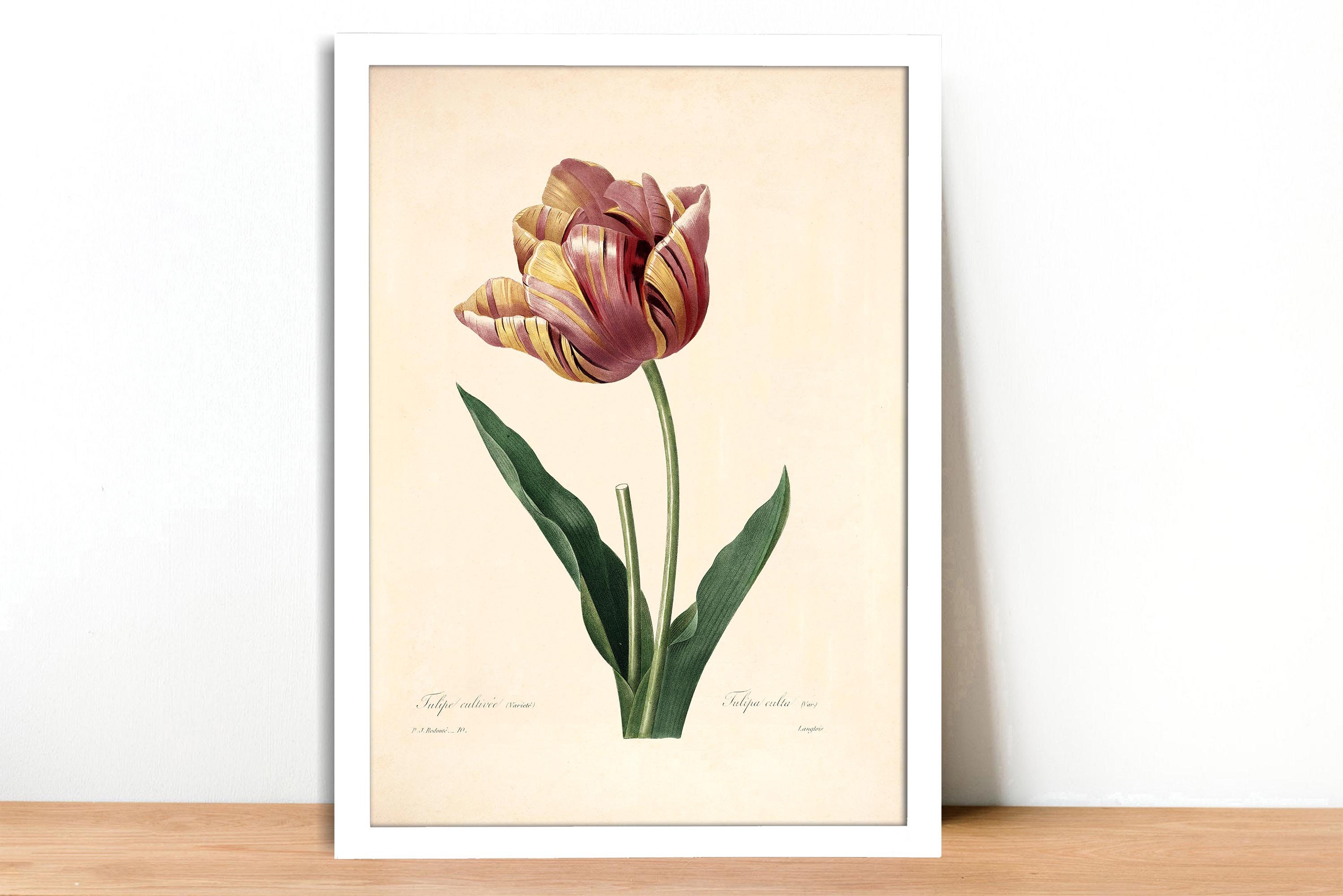 Tulip Vintage Lithograph (c. 1828) - Giclee Fine Art Print