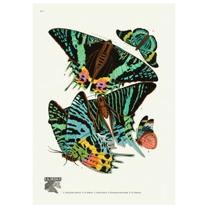 Butterflies Les Papillons Plate 7 Vintage Illustration Giclee Fine Art Print - Framed / Unframed / Canvas