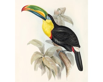 Keel-Billed Toucan Vintage Illustration - Giclee Fine Art Print - Framed / Unframed / Canvas
