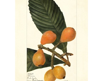 Loquats Japanese Plums Vintage Lithograph 1900s Giclee Fine Art Print - Framed / Unframed / Canvas