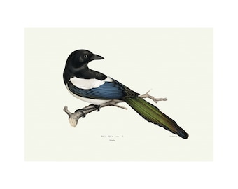 Eurasian Magpie Giclee Fine Art Print Vintage Illustration Framed / Unframed / Canvas