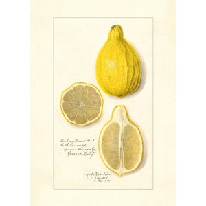 Lemons Citrus Species Vintage Lithograph 1900s Giclee Fine Art Print - Framed / Unframed / Canvas
