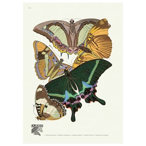 Butterflies Les Papillons Plate 8 Vintage Illustration Giclee Fine Art Print - Framed / Unframed / Canvas