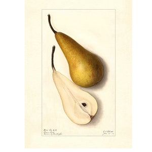 European Pear Kaiser Bear Beurre Bosc Vintage Lithograph 1900s Giclee Fine Art Print - Framed / Unframed / Canvas