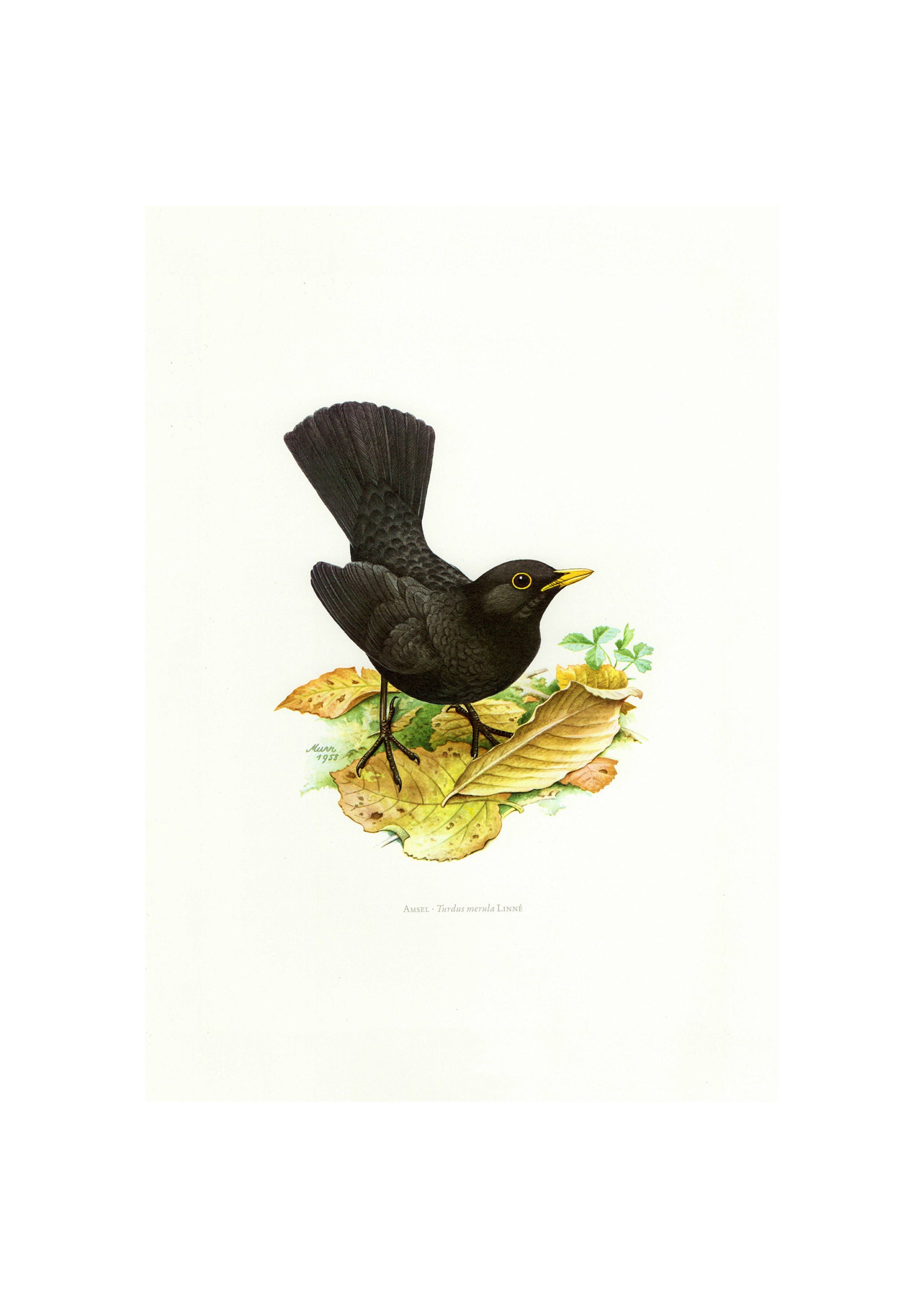 Common Blackbird Vintage Lithograph Giclee Fine Art Print Etsy UK