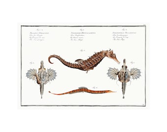Seahorse, Sargassum Pipefish, Little Dragonfish Antique Illustration (1785–1797) - Giclee Fine Art Print - Framed / Unframed / Canvas