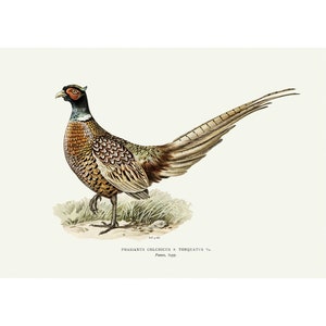 Ring-Necked Pheasant Vintage Illustration Giclee Fine Art Print Framed / Unframed / Canvas