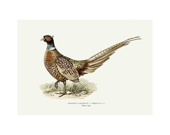 May include: A detailed illustration of a pheasant with brown, white, and green feathers. The pheasant has a long tail and is standing on a patch of grass. The text "PHASIANUS COLCHICUS x TORQUATUS" is written below the image.