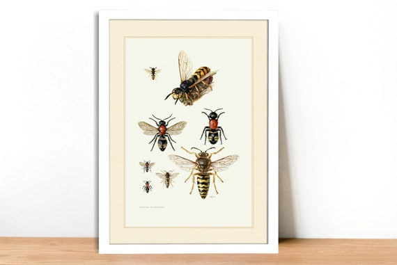 A4A3 FramedUnframed Cuckoo Wasp Vintage Lithograph Fine Art Print