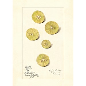 Lemon Citrus Species Vintage Lithograph 1900s Giclee Fine Art Print - Framed / Unframed / Canvas