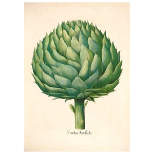Carciofo, litografia vintage (c. 1613) - Stampa artistica giclée - Incorniciata/Senza cornice/Tela