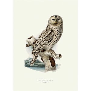 Ural Owl Giclee Fine Art Print Vintage Illustration Framed / Unframed / Canvas