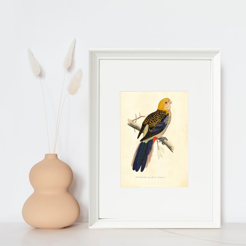 Pale-Headed Rosella Vintage Lithograph Giclee Fine Art Print Framed/Unframed/Canvas image 5