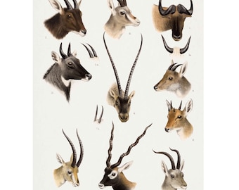 Antelope gazelle herten wilde dieren wildreservaat van India antieke illustratie - Fine Art gicleeprint - ingelijst / ingelijst / canvas