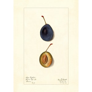 Large English Plums Plum Varieties Vintage Lithograph 1900s Giclee Fine Art Print - Framed / Unframed / Canvas