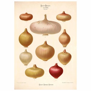Onions Varieties Antique Illustration - Giclee Fine Art Print - Framed / Unframed / Canvas
