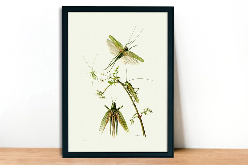 Fine Art Print Grasshopper Locust and Cricket Vintage Lithograph A4A3 FramedUnframed