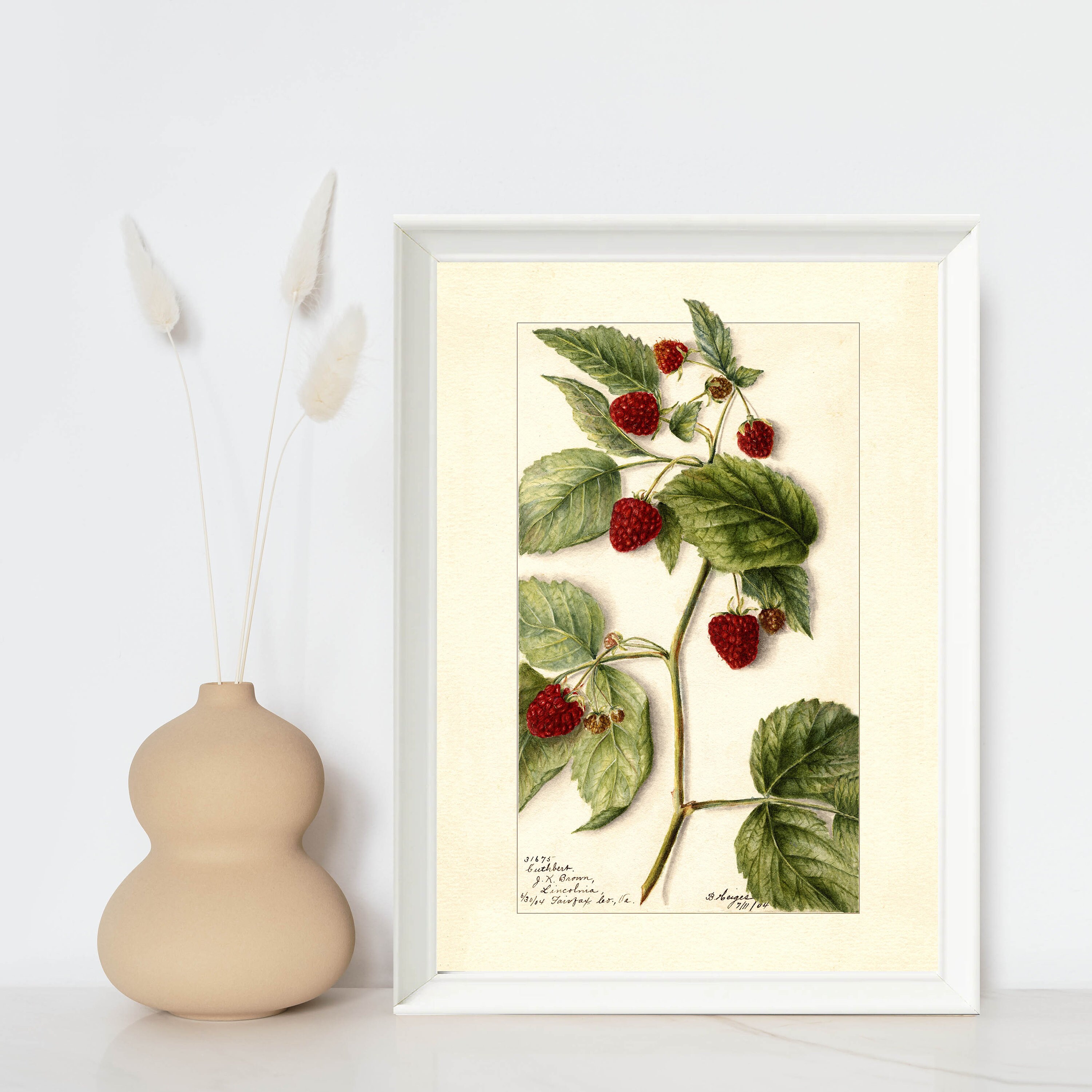 Vintage Raspberry Themed Decor Raspberry Vintage Lithograph 1900s Giclee Fine Art Print - Framed ...