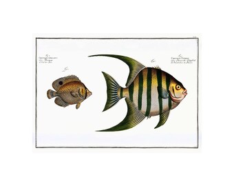 Spotfin Butterflyfish Vintage Lithograph (1785–1797) - Giclee Fine Art Print/Canvas - Framed/Unframed