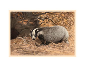 European Badger Illustration - Zoological Atlas - Giclee Fine Art Print - Framed / Unframed / Canvas