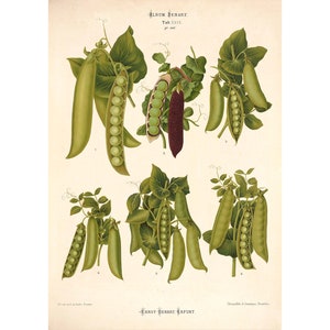 Peas Varieties Antique Illustration - Giclee Fine Art Print - Framed / Unframed / Canvas