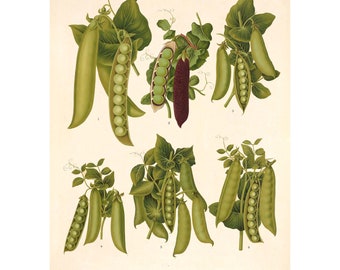 Peas Varieties Antique Illustration - Giclee Fine Art Print - Framed / Unframed / Canvas