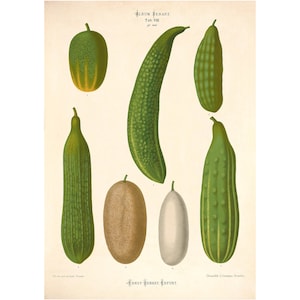 Cucumber Varieties Antique Illustration - Giclee Fine Art Print - Framed / Unframed / Canvas