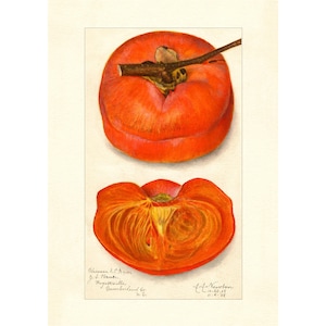 Persimmons Vintage Lithograph 1900s Giclee Fine Art Print - Framed / Unframed / Canvas