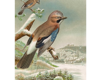 Eurasian Jay - Giclee Fine Art Print - Framed / Unframed / Canvas