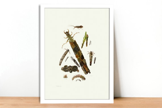 Fine Art Print Grasshopper Locust and Cricket Vintage Lithograph A4A3 FramedUnframed
