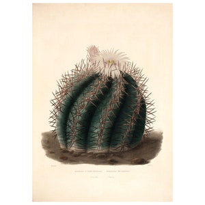 May include: A vintage botanical illustration of a green cactus with white flowers and sharp spines. The cactus is depicted in a realistic style with detailed textures and colors.