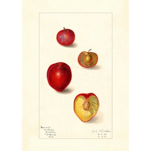 Plums European Plum Prunus Domestica Vintage Lithograph 1900s Giclee Fine Art Print - Framed / Unframed / Canvas