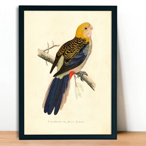 Pale-Headed Rosella Vintage Lithograph Giclee Fine Art Print Framed/Unframed/Canvas image 4