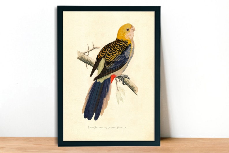 Pale-Headed Rosella Vintage Lithograph Giclee Fine Art Print Framed/Unframed/Canvas image 4