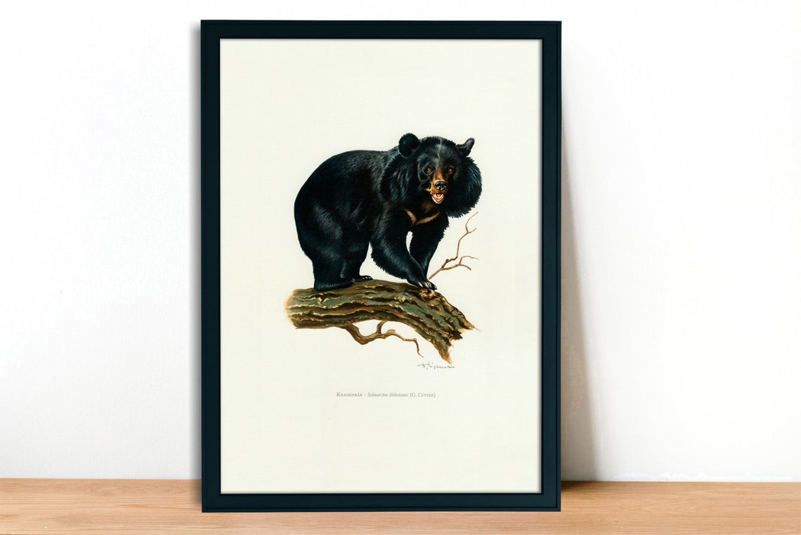 Asian Black Bear Vintage Lithograph Giclee Fine Art Print | Etsy