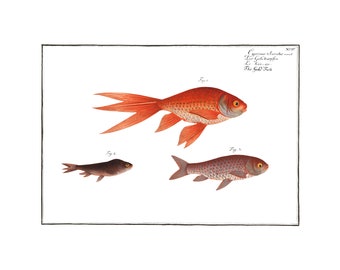 Goldfishes Antique Illustration (1785–1797) - Giclee Fine Art Print - Framed / Unframed / Canvas