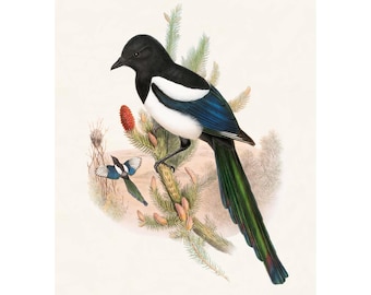Eurasian Magpie Giclee Fine Art Print / Canvas