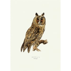Long-Eared Owl Vintage Illustration Giclee Fine Art Print Framed / Unframed / Canvas