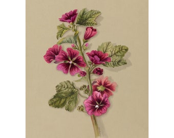 Common Mallow or Malva Sylvestris Vintage Lithograph (c. 1911) - Giclee Fine Art Print - Framed / Unframed / Canvas