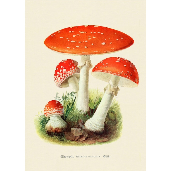 Amanita Muscaria Funghi Stampa artistica giclée - Incorniciato/Senza cornice/Tela