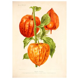 Physalis Vintage Lithograph (1832-1922) - Giclee Fine Art Print - Framed/Unframed/Canvas