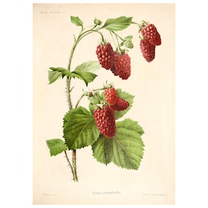 Può includere: Un'illustrazione botanica di una pianta di lampone con bacche rosse e foglie verdi. L'illustrazione è intitolata "Rubus platyphillos" e proviene dalla "Revue Horticole".