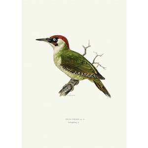 European Green Woodpecker Vintage Illustration Giclee Fine Art Print Framed / Unframed / Canvas