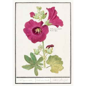 Lithographie vintage Rose trémière, Alcea Rosea, Mauve par Anselmus Boëtius de Boodt (1596-1610)