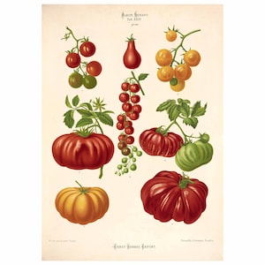 Tomato Varieties Antique Illustration - Giclee Fine Art Print - Framed / Unframed / Canvas